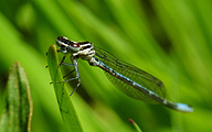 Azure Bluet (Young Male, Coenagrion puella)